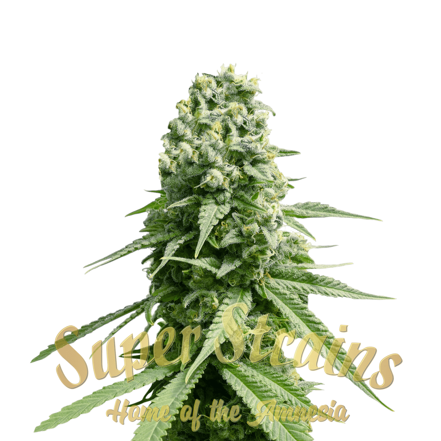 Super Strain Seeds Amnesia 