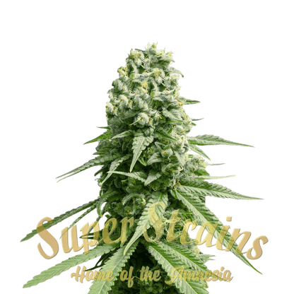 Super Strain Seeds Amnesia 