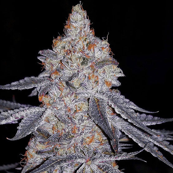 BANANA DADDY R1 - Ethos
