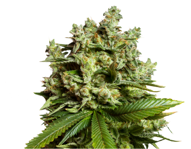 Gorilla Glue #GG4 Feminized