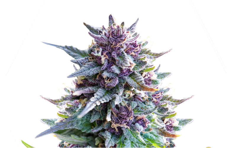 Purple Punch feminisiert