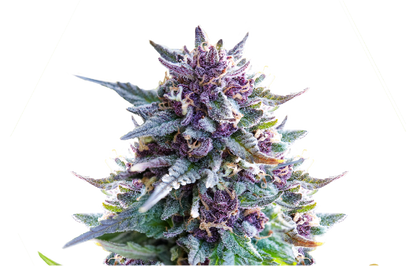 Purple Punch Feminized