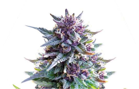 Purple Punch feminisiert