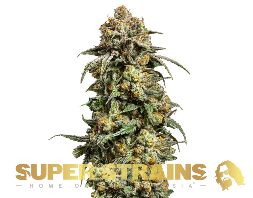 Super Strains Cookies Krush – Féminisée 