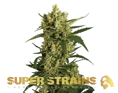 Super Strains Crackers