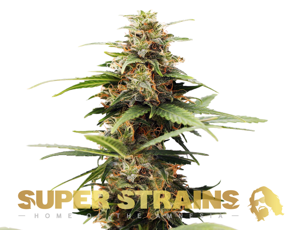 Super Strains Hermana De la Noche