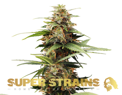 Super Strains Hermana De la Noche