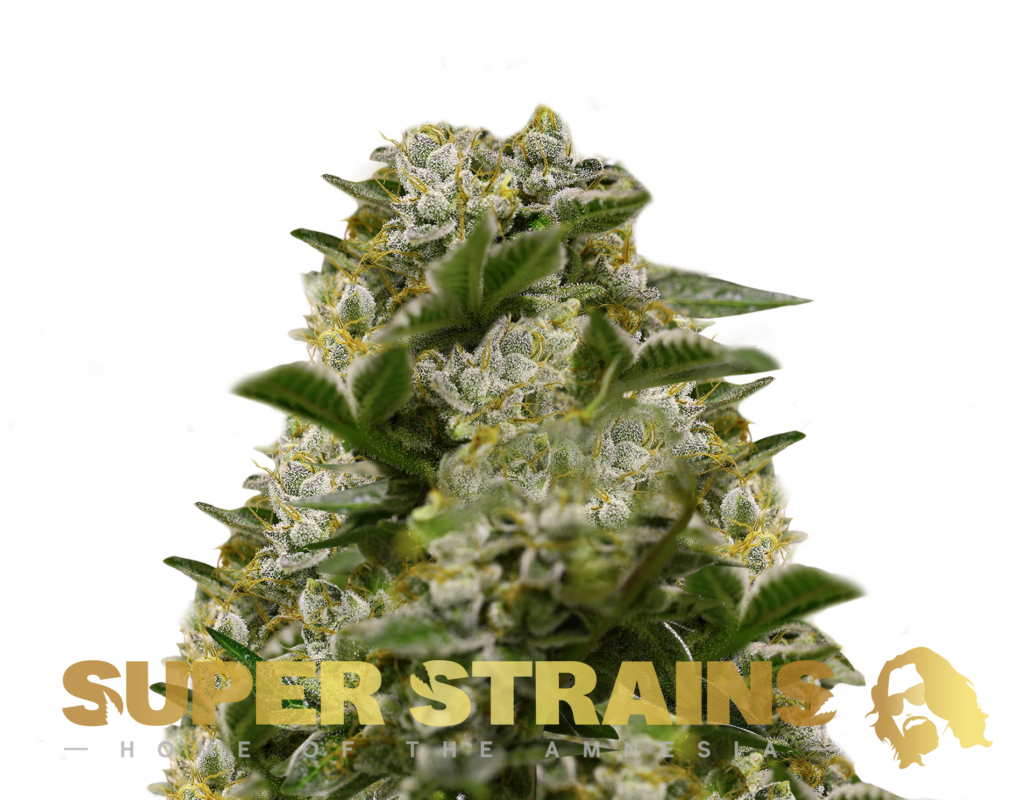 Super Strains Ibiza Farmers