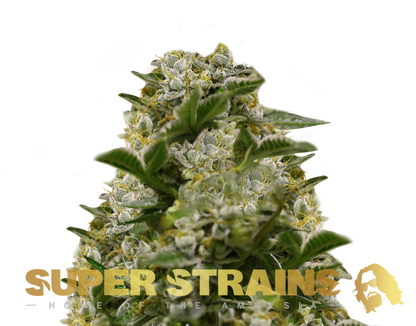 Super Strains Ibiza Farmers