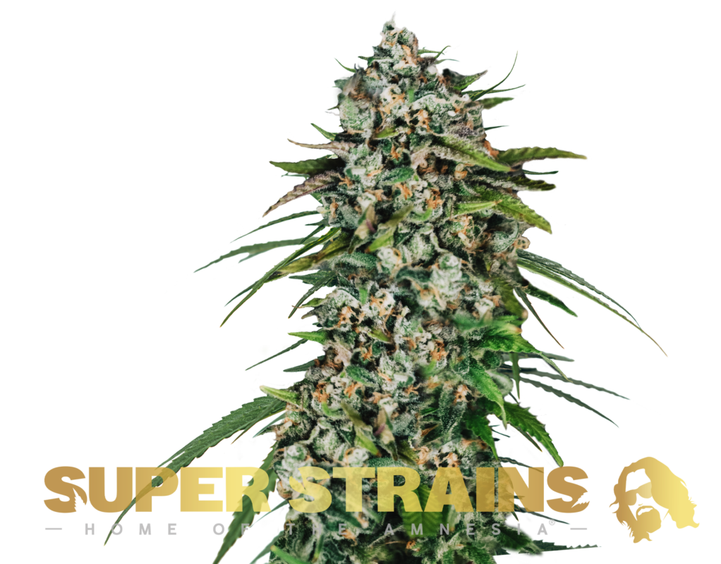 Super Strains SAGA CBD