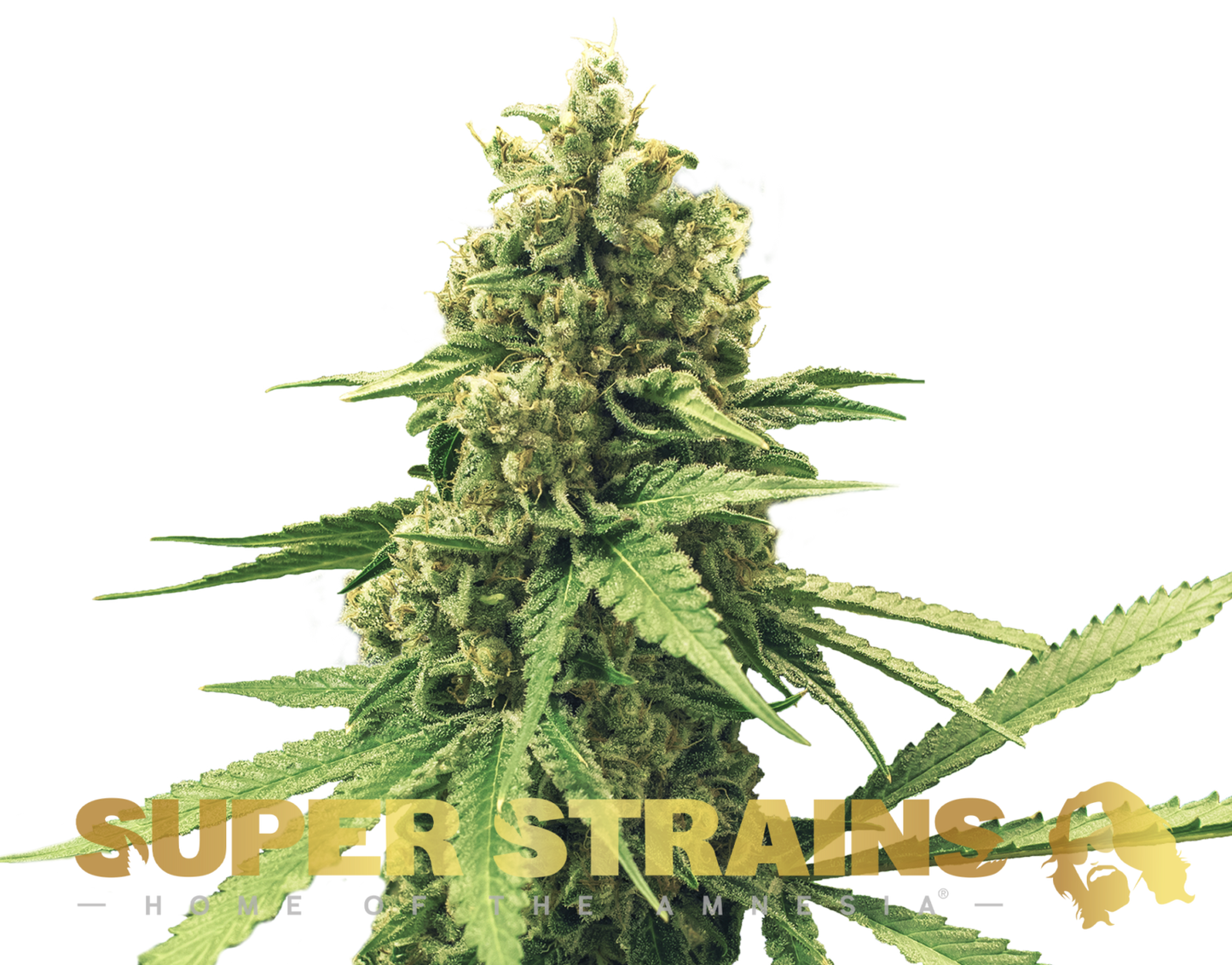 Super Strains Seeds DFA Autoflowering