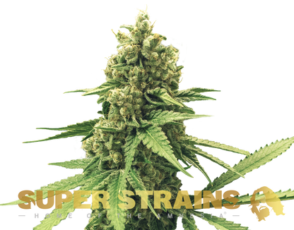 Super Strains Seeds DFA Autoflowering