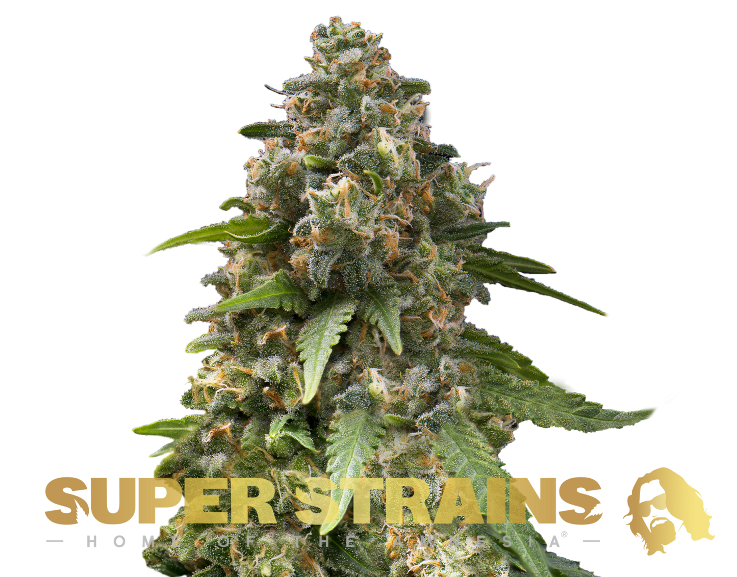 Super Strains Seeds Staatsfeind