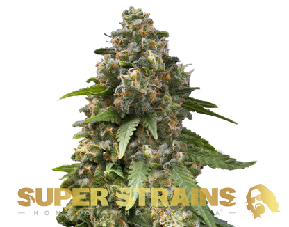 Super Strains Seeds Staatsfeind