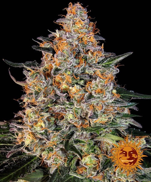 Barney's Farm Bubba Kush 3Seed