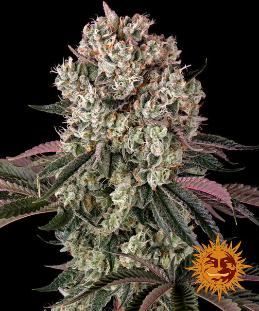 Barney’s Farm Glookies - 3 Premium Seeds