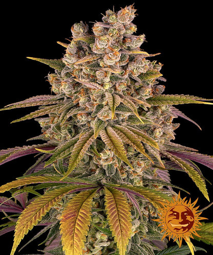 Barney’s Farm Lemon Tree - 3 Premium Seeds