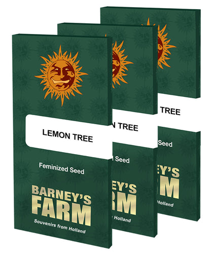 Barney’s Farm Lemon Tree - 3 Premium Seeds