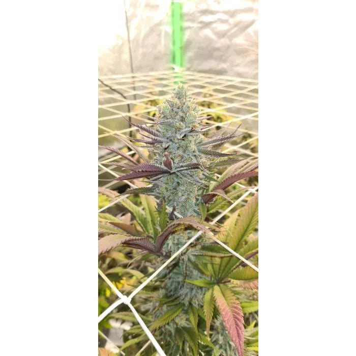 Growers Choice Platinum Mimosa Cookies Double XL Auto FEM