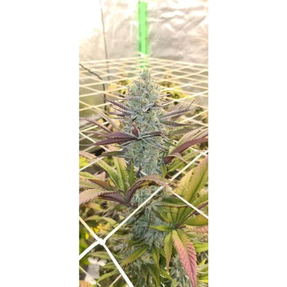 Growers Choice Platinum Mimosa Cookies Double XL Auto FEM