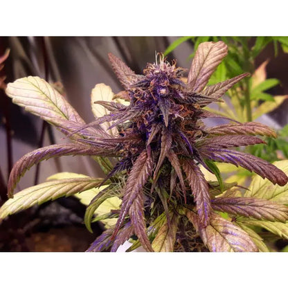 Choix des producteurs Red Jack Auto FEM