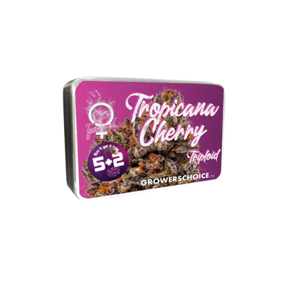 Growers Choice Triploid F1 Tropicana cherry