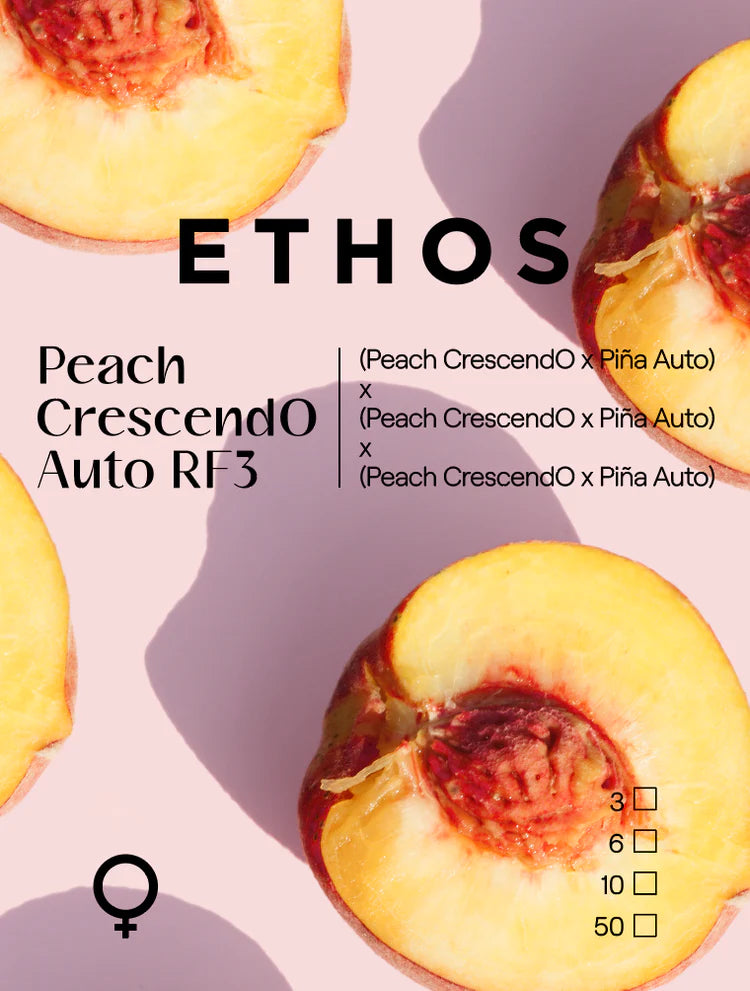 Ethos PEACH CRESCENDO AUTO RF3